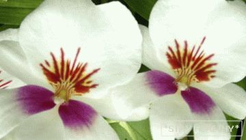 Phalaenopsis (Orchidee)