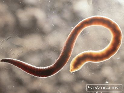 Was sind die Träume von Würmern?