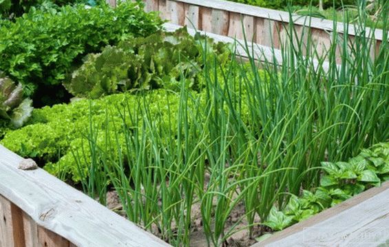 Zwiebeln im Garten - Überblick über Arten und Sorten mit was gute Nachbarn auf den Betten