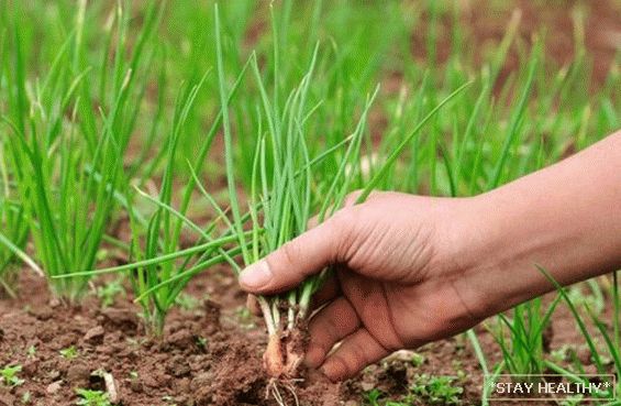 Zwiebeln im Garten - Überblick über Arten und Sorten mit was gute Nachbarn auf den Betten