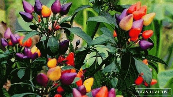Die schönsten, ungewöhnlichsten und buntesten Sorten Gemüse für Gärtner