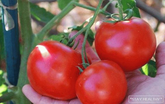 Tomate "Rotkäppchen": BeschreibungCharakteristik und Agrotechnologie. Umfassende Pflege für die Tomatenvielfalt"Rotkäppchen"